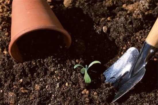 格桑花种子的种植方法，每年在4～5月播种