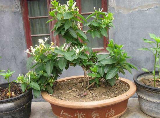 盆栽金银花怎样过冬 适宜生长温度在20～30℃左右