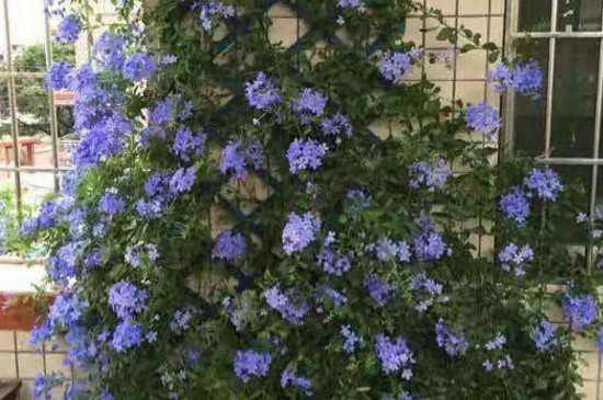 蓝雪花如何架花架 根据植株的长势来制定专属的架子