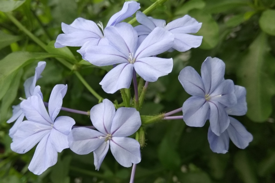 蓝雪花的花期，在每年的4～9月份