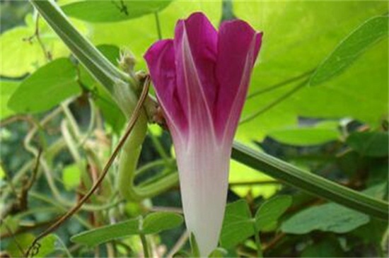 牵牛花开放的过程，一般在5～10月是牵牛花花期