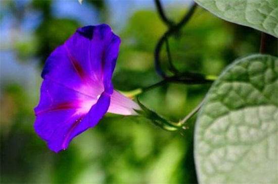 牵牛花开放的过程，一般在5～10月是牵牛花花期