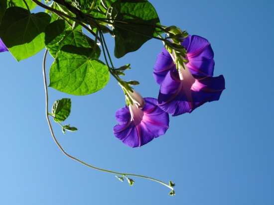 牵牛花怎样养护 对土壤适应性强