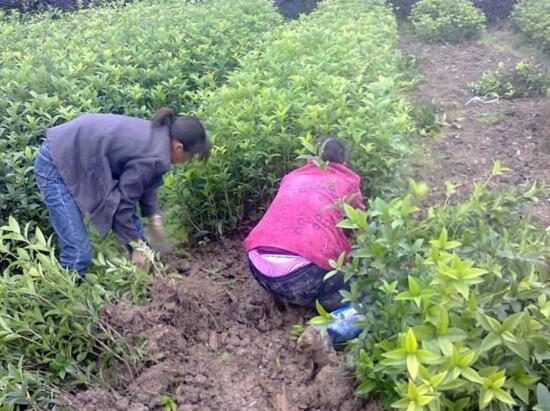 桂花盆栽的养殖方法，首先要注意土壤的酸碱性