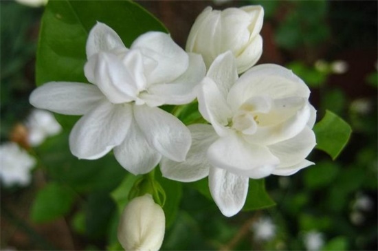 茉莉花冬季室内能开花吗，温度最好是保持在20℃～30℃之间