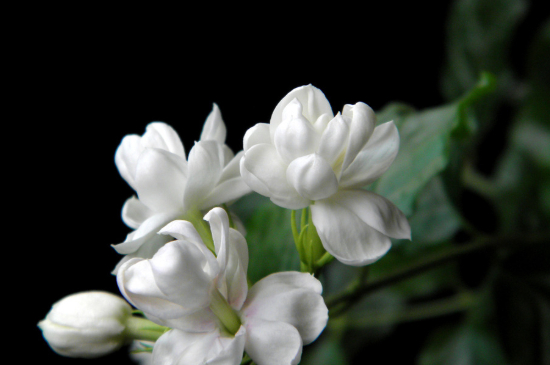 茉莉花的养护方法 选用疏松肥沃的土壤