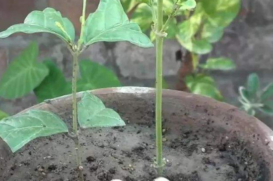 茉莉花如何扦插？4步到位