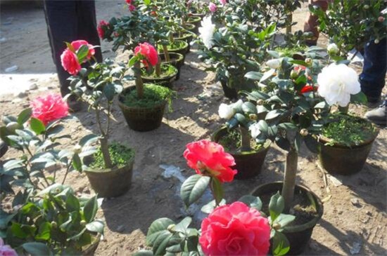 山茶花的养殖方法和注意事项 要给其提供酸性土壤