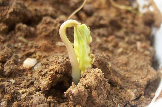 大丽花种子种植方法 在春季2～3月之间进行播种