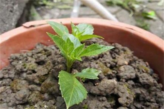 大丽花的块茎种植方法，幼苗期间每天浇水1～2次