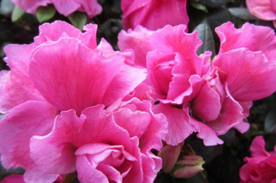 最名贵杜鹃花品种 每年春季开花