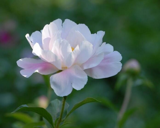 芍药花叶子发黄怎么办，芍药花放在家里好吗