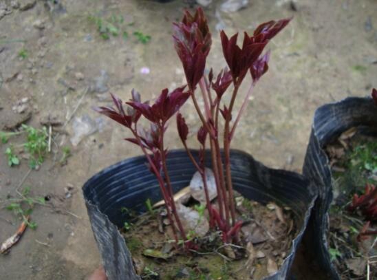 芍药如何延长花期，5个技巧花期长达20天