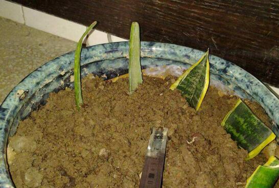 虎皮兰叶插繁殖方法，需要处理好虎皮兰的叶片