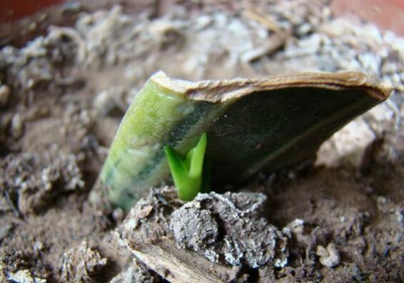 虎皮兰叶插繁殖方法，需要处理好虎皮兰的叶片