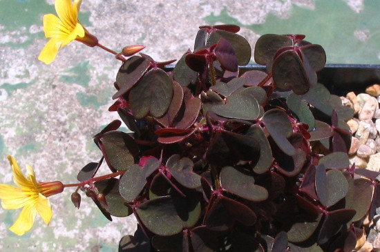 小红枫酢浆草夏天怎么养  通风透气并有散光照射