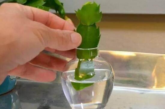 如何让蟹爪兰快速生根 可以用水培来养护