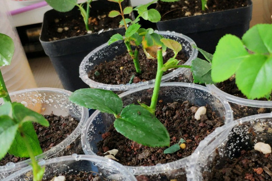 月季插条生根新方法 可以使用水培生根