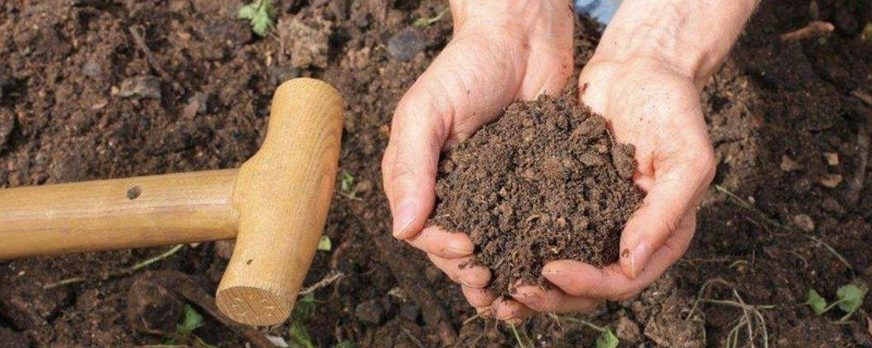 君子兰花土配制方法，使用疏松透气的有机肥沃土壤