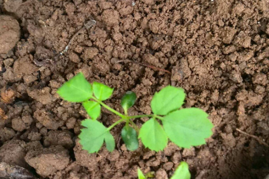 君子兰花土配制方法，使用疏松透气的有机肥沃土壤