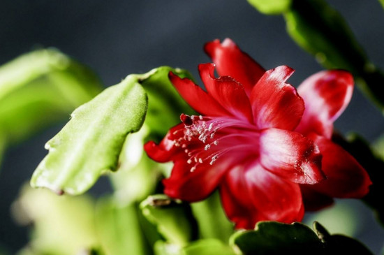 花卉蟹爪兰的养护方法 开花期不用施肥