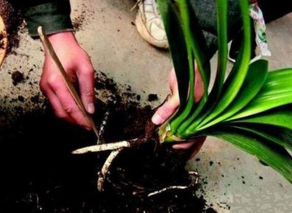 君子兰怎么养根，需要注意土壤、光照、浇水以及施肥
