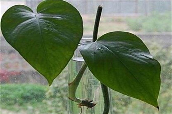 绿萝叶片插扦繁殖，温度在20℃以上能使其更好生根