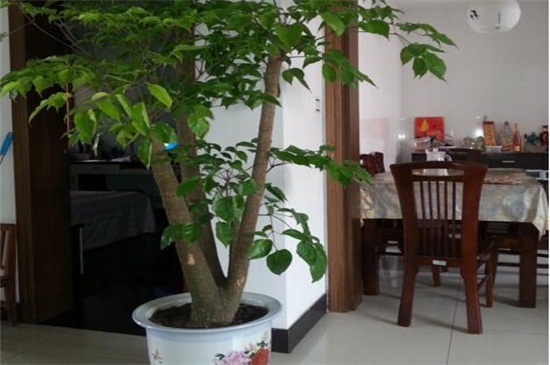 幸福树放在客厅好吗 客厅的散光环境利于生长
