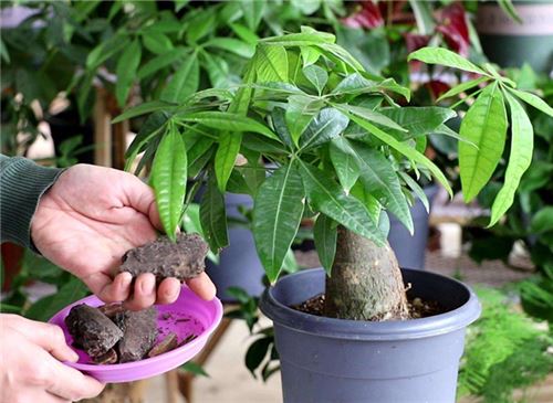 发财树的养法 提供疏松透气的微酸性土壤