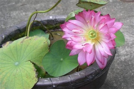 种碗莲需要多大的盆，30颗碗莲单颗种植在盆景为30cm的花盆