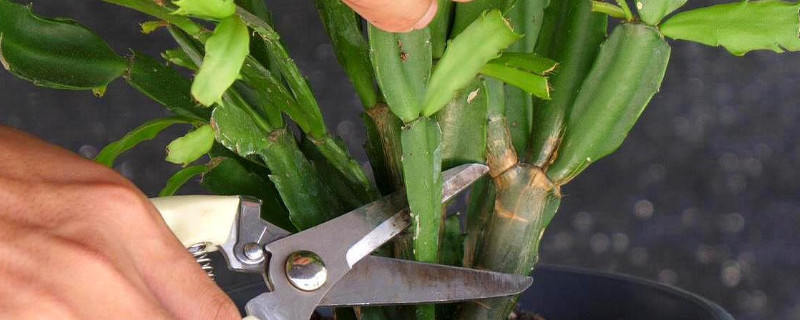 蟹爪兰修剪时间和方法 应该将花序下的茎节剪掉