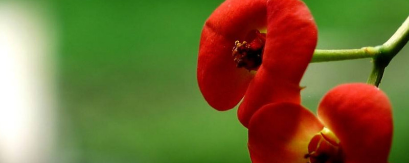 铁海棠盆栽的养殖方法和注意事项