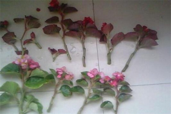 海棠扦插繁殖方法，主要以春秋季为主