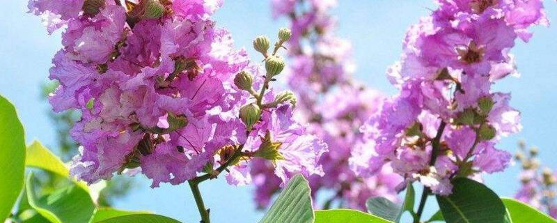 紫薇花什么时候开  在每年的6～9月份开花