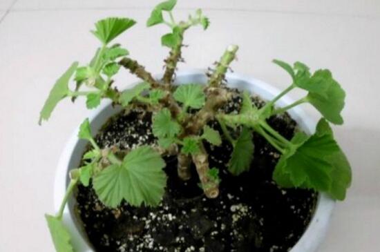 天竺葵什么时候修剪？修剪有利于植株生长和开花量
