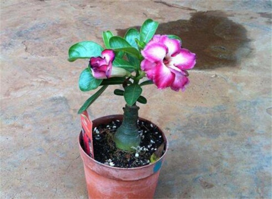 沙漠玫瑰的繁殖方法，4种繁殖方法