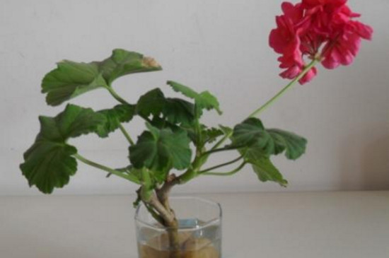 天竺葵可以水培吗？每两天要给植株换一次水