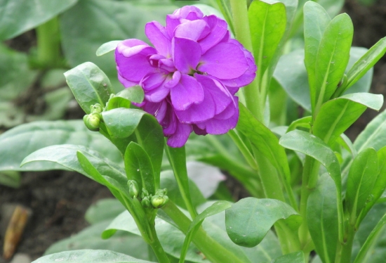 紫罗兰的养殖方法和注意事项 播种时间一般在8月中旬至10月上旬