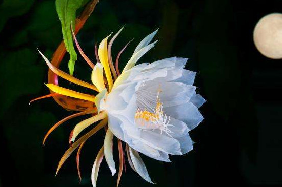 昙花几月开花，在6～10月份开花