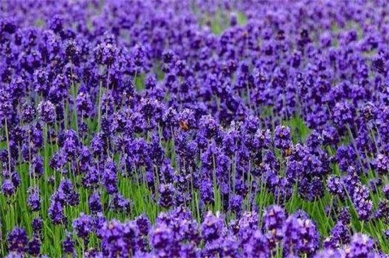 紫罗兰秋天怎么养 生长温度为15～18℃