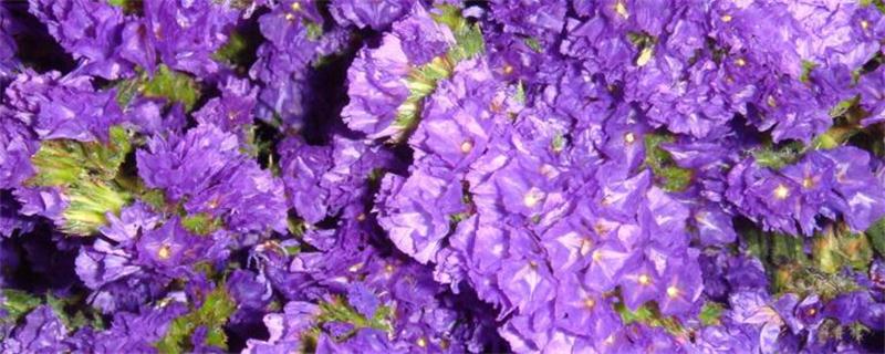 紫罗兰花在家里怎么养？生长期要保持充足的光照