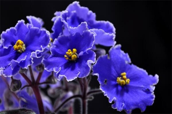 紫罗兰有哪些品种 可以分为春夏秋冬四种紫罗兰