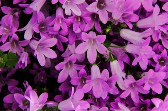 紫罗兰有哪些品种 可以分为春夏秋冬四种紫罗兰