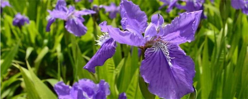 紫罗兰什么时候开花？播种后100～150天开花