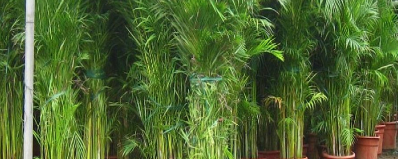 凤尾竹可以浇淘米水吗 需要先发酵淘米水