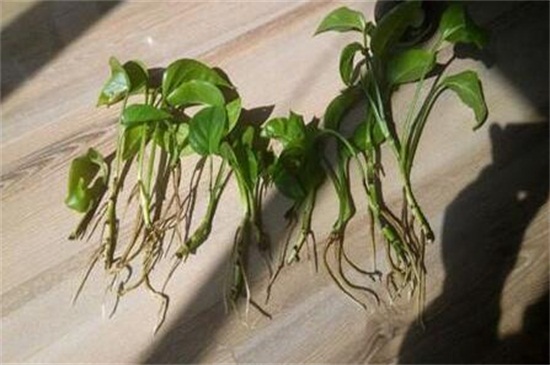 牡丹花烂根叶子发蔫怎么办 将根系修剪后重新入土栽培