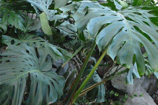 龟背竹叶子发软下垂，可能是土壤通气性差所导致