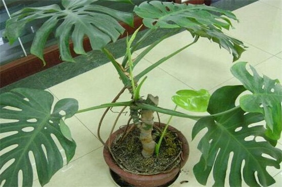 龟背竹的养殖技术，每天浇水并半月施肥一次