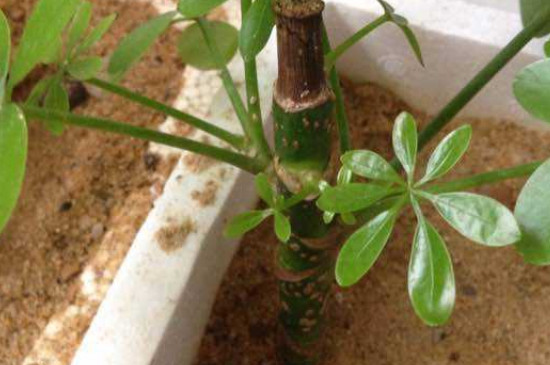 鹅掌柴的扦插方法，在春季或植株未萌芽前进行