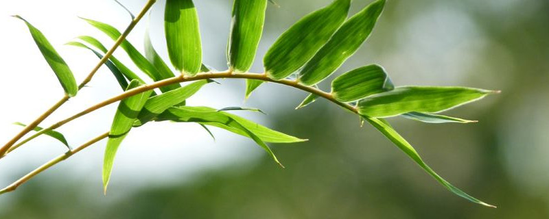 凤尾竹需要什么肥 一般是以有机肥为主